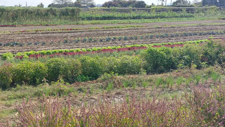 李法憲的農場都是他與朋友一起想出來的。凃建豐攝