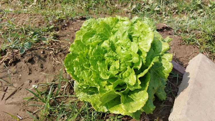 李法憲以葉菜為主力，供應不少學校營養午餐。凃建豐攝