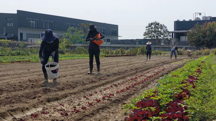 農場員工均相當認同有機觀念。凃建豐攝
