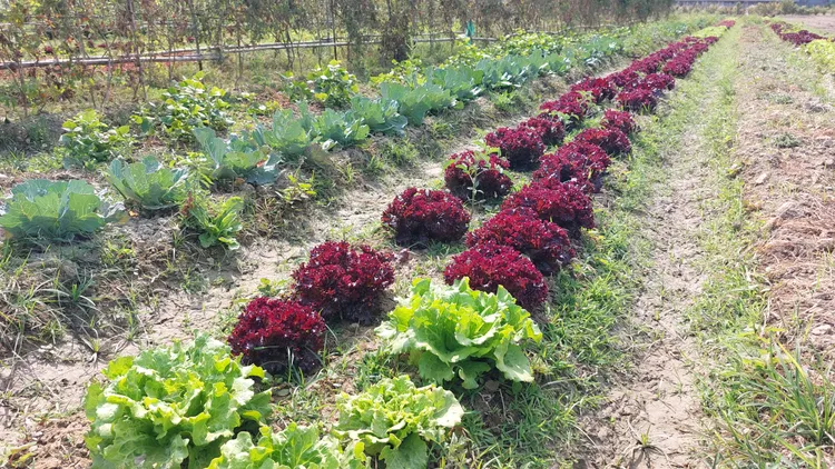 李法憲有機農場採多樣種植。凃建豐攝