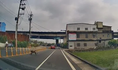 狒狒全面追捕中 专家示警:跑速超快!若撞见做好「2件事」保平安