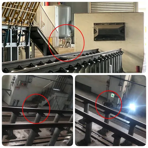 「東非狒狒」最新影像曝光!流浪第18天到台鐵 網笑喊:新進員工報到上班