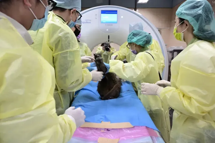 狒狒遺體斷層掃描。動物園提供
