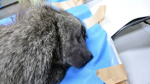 狒狒身世大逆轉!他戳破六福村「4疑點」:找獵人開槍想滅口?