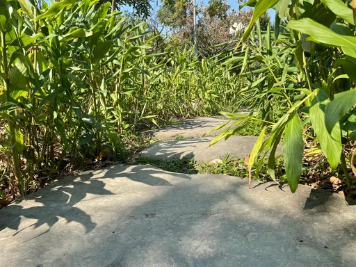 清明掃墓注意！高燒不退還頭痛　當心「帶東西」回家　