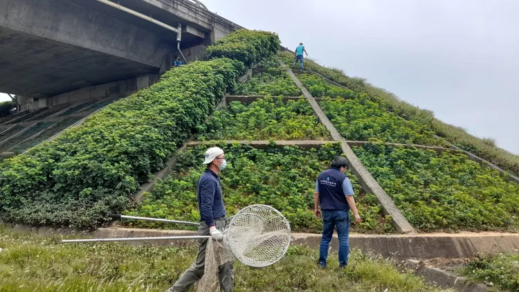 桃園市農業局出動圍捕。桃園市農業局提供