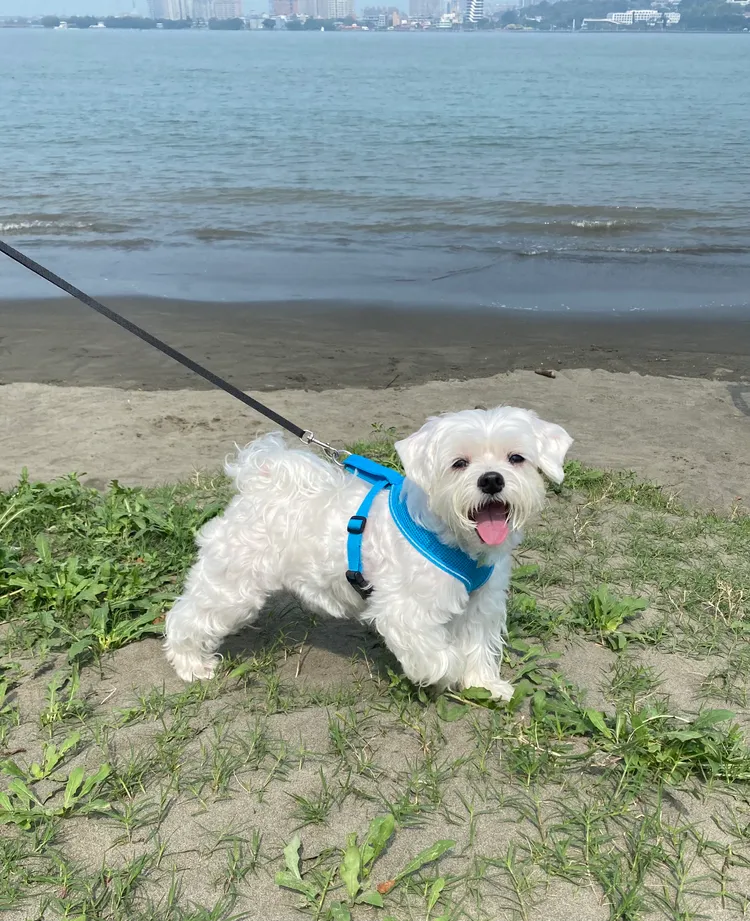 莊家的愛犬莊可樂。莊人祥提供