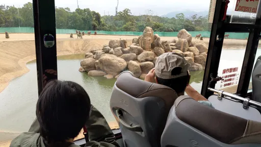 六福村防逃設施很掉漆!林務局抓出3大貓膩 令半年內全體狒狒都要植晶片