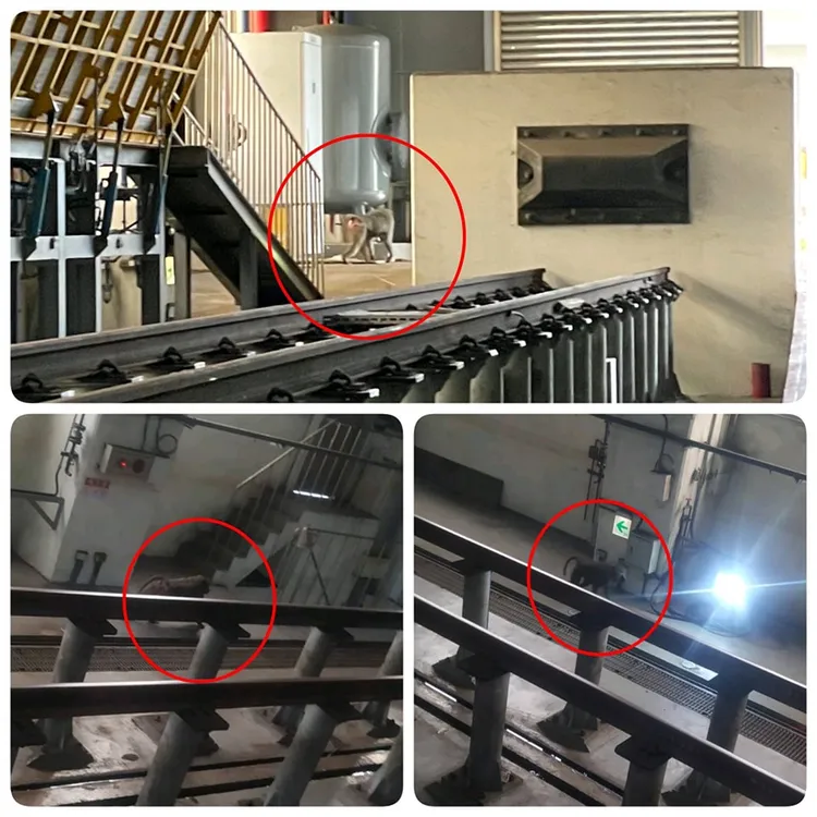 「東非狒狒」今天上午現蹤在台鐵富岡基地！翻攝臉書「湯瑪士的日常」