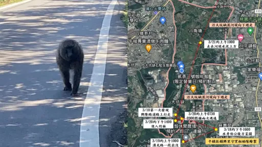 不认说谎?第一时间否认狒狒脱逃 六福村这样解释