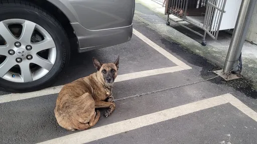 新北乌来老妇酒后喂邻犬遭攻击　好险！脖子遭咬伤差3公分伤颈动脉