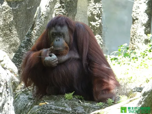 先別管東非狒狒了!北市大安區曾有人養紅毛猩猩  女星目睹1畫面超傻眼
