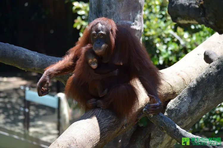 紅毛猩猩相當聰明。翻攝自台北市立動物園官網