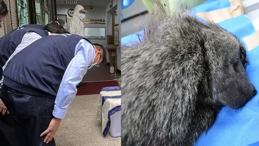 張善政哭哭！ 連自己人都不挺　轟桃園官員「鞠躬送狒」：民進黨不罵我都要罵