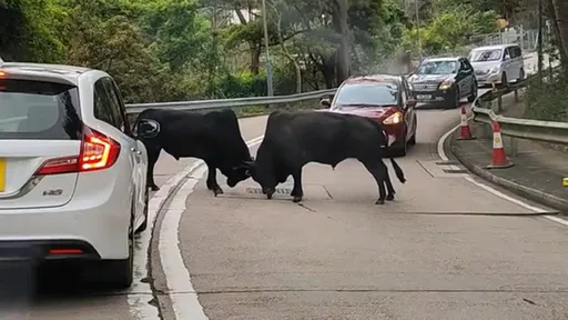 塞車原因「野牛路中間對戰」 駕駛乖乖等!網笑:是要搶母牛吧