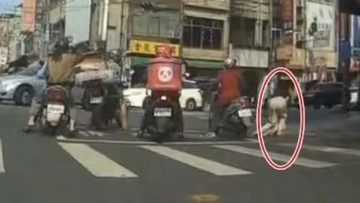 驚聲尖叫!高雄女慘被3汪星人瘋狂追咬 飼主代誌大條了