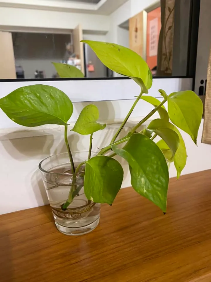 還有人拿來種植物。引自好市多商品經驗分享區