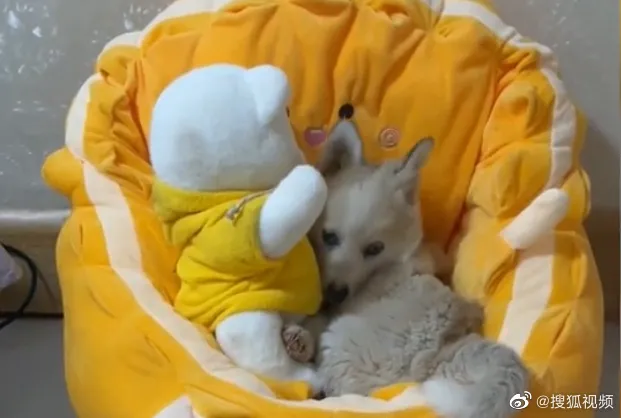 小狗到新家後仍然緊抱小熊不放。翻攝微博