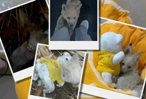 路旁流浪狗遇善心人想收養　牠難捨「這東西」哀求一起帶走