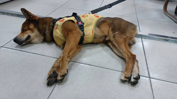 主人被通緝遭解送歸案，汪星人乖乖待在警所由人民保姆照顧。桃園警分局提供