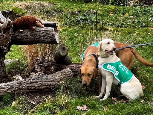 泰國緝私找「洋將」助陣　英國拉拉渡海搶救穿山甲