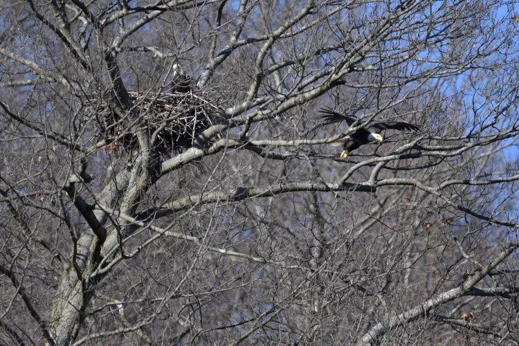 美國法律嚴令禁止傷害白頭海鵰和其鳥巢。圖為賓州野外2月23日拍到的白頭海鵰。美聯社