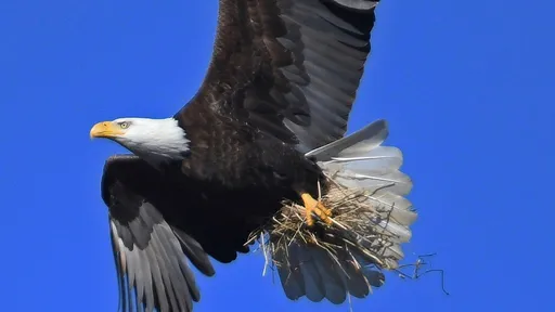 大膽！兩男射殺「美國國鳥」白頭海鵰　打算烹煮祭五臓廟被捕