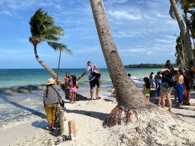 東岸人潮較西岸少，網紅樹為疫後新景點。陳怡文攝