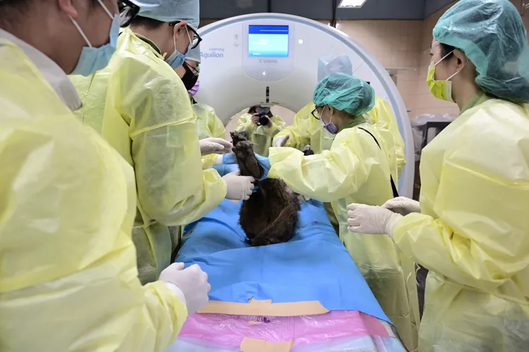狒狒遺體斷層掃描。動物園提供
