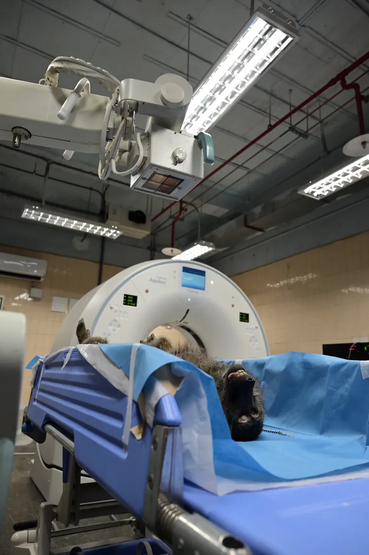 狒狒X光檢查。動物園提供