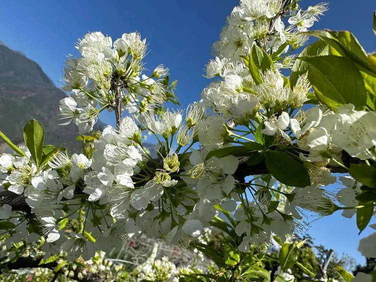 這場雨對山區果樹幫助很大。翻攝羅進玉臉書
