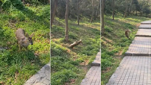 散步驚遇超浮誇「小鹿亂撞」 網友笑噴:你到底對人家做了什麼