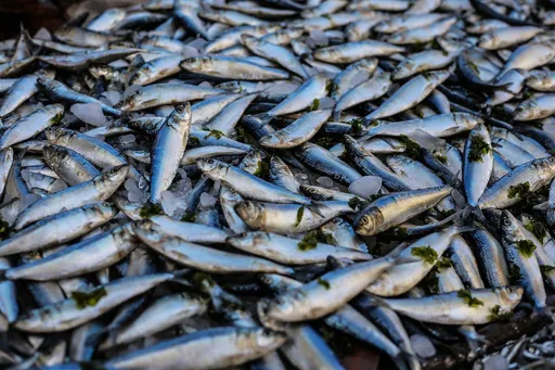 吃魚好健康? 錯! 台大醫提醒小孩愛吃這種魚「罹癌機率高7倍」