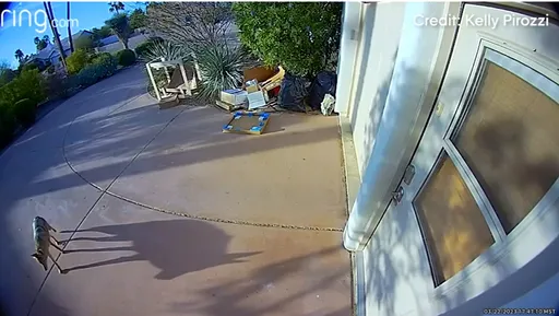 一周兩起！郊狼埋伏專咬幼兒　攻擊畫面曝光