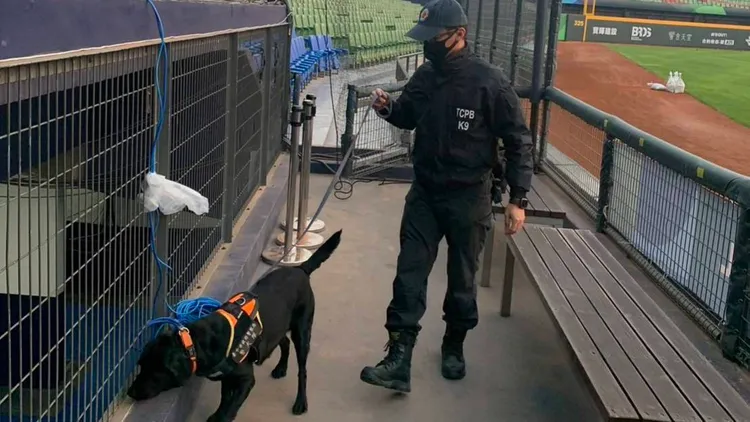 警犬偵查爆裂物，認真程度深獲美國大聯盟工作人員讚許。台中市府提供