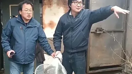 狒狒在桃園被圍捕「1槍斃命」　張善政這８字惹火網友：你不是旁觀者欸