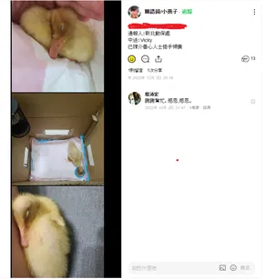 黃色小鴨可愛睡眠萌樣放上網路，立刻吸引眾人目光。動保處提供