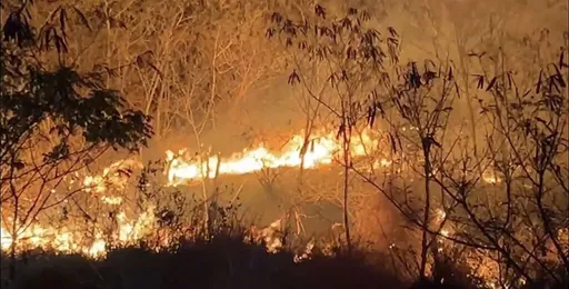 台東知本溼地火警 數公里外可見火光!保育鳥類棲地岌岌可危