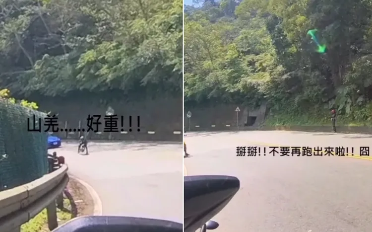 愛筆擔心山羌出事，也可能造成其他用路人危險，下車移動山羌。愛筆提供