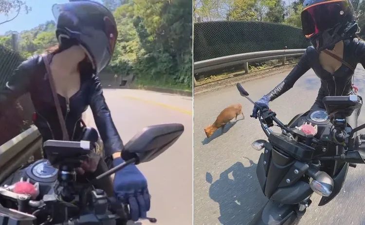 愛筆經過山羌後，回頭見牠還在路中間不動。愛筆rs660_abby提供