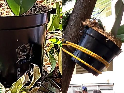 南投補選投票所花盆藏「密錄器」！綠批奧步　國民黨：不是我們做的