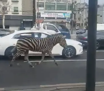 桃園有狒狒、首爾有斑馬！落跑奔馳4線道　民眾驚：比車還快