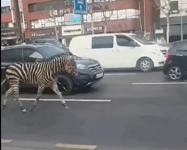 首爾街頭的斑馬。翻攝微博