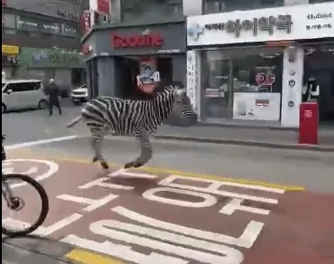 斑馬馳騁於首爾商業區。翻攝微博