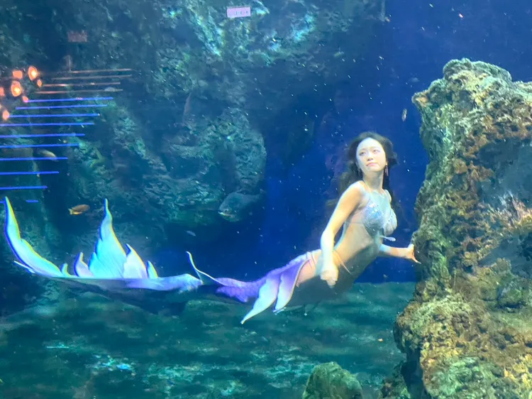 2.0版人魚實境表演華麗回歸。曾仲葳攝