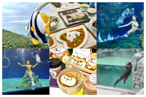 有片|全台唯一「美男魚」超吸睛!遠雄海洋公園改裝必玩必看懶人包