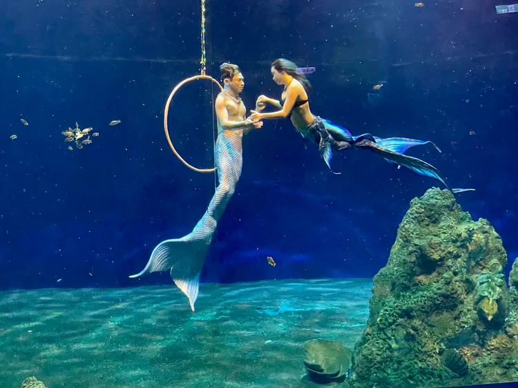 2.0版人魚實境表演華麗回歸，並引進全台唯一美男魚。曾仲葳攝