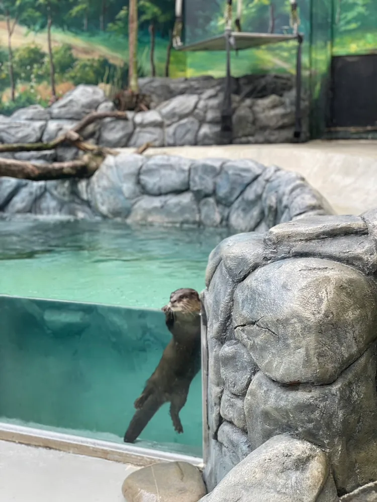 水獺區能近距離觀賞到2隻超萌水獺。曾仲葳攝