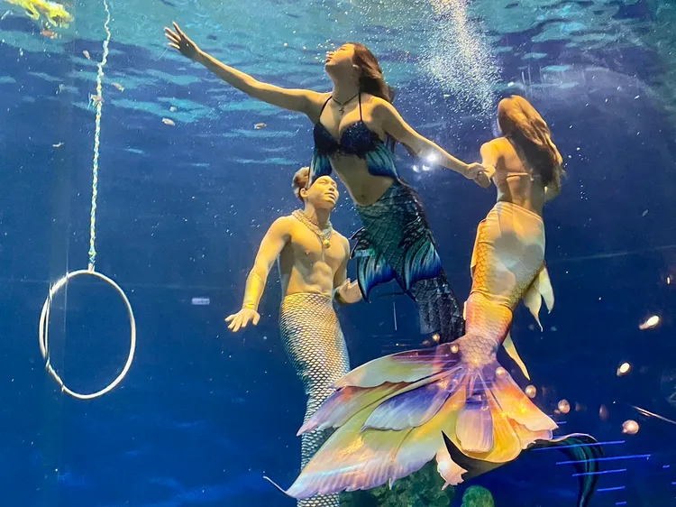 2.0版人魚實境表演華麗回歸，並引進全台唯一美男魚。曾仲葳攝