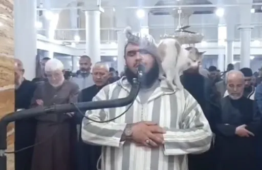 神煩!教長虔誠領禱 貓咪亂入跳肩又屁股蹭他臉